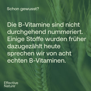 Infografik mit Text über B-Vitamine auf grünem Getreidehintergrund, Effective Nature Logo