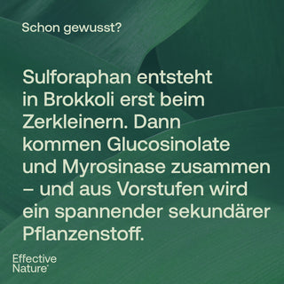 Sulforaphan - Hochdosierter, natürlicher Brokkoliextrakt